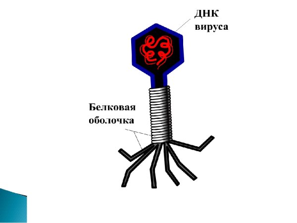 Вирусы биология