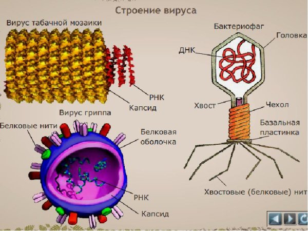 Строение вируса рисунок