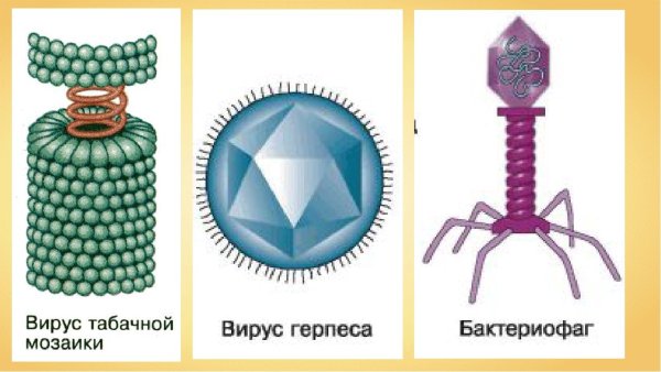 Вирус табачной мозаики и бактериофаг