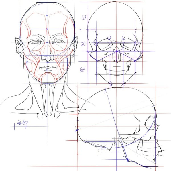 Референсы голова пропорции