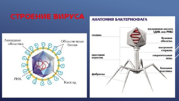 Строение вируса биология 9 класс