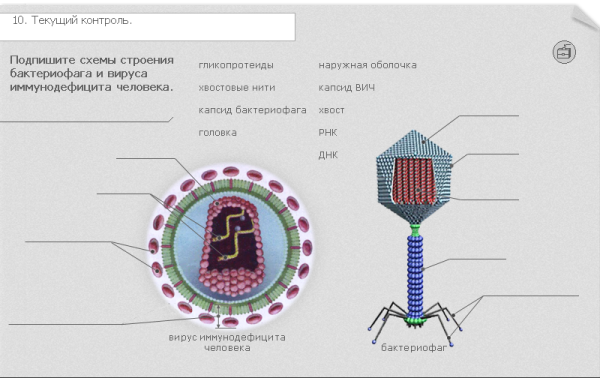 Схема строения вируса и бактериофага