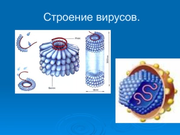 Строение вирусов биология