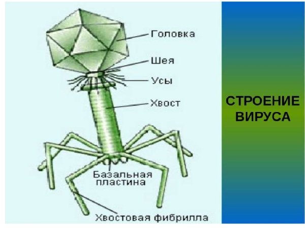 Схема вируса бактериофага