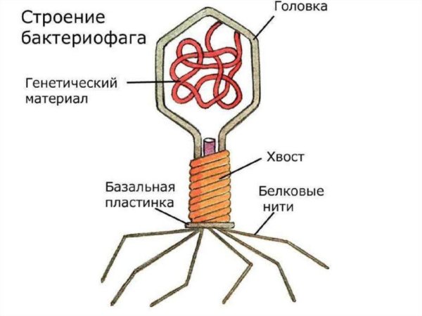 Строение вируса бактериофага