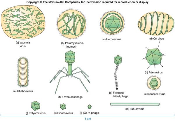 Многообразие строения вирусов