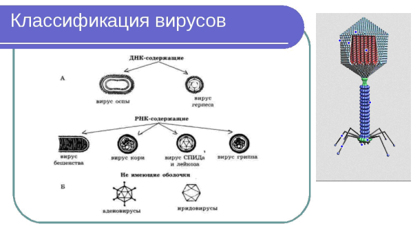 Вирусы ДНК И РНК содержащие схема