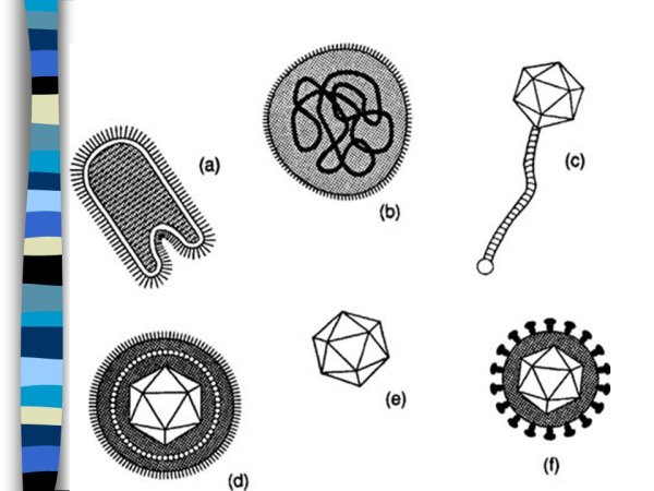 Вирусы и их названия биология