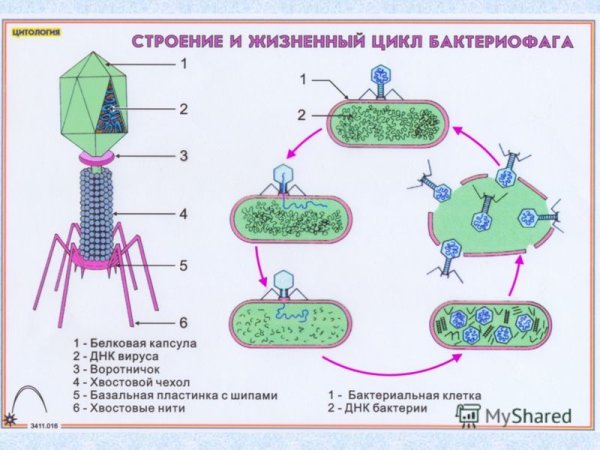 Цикл развития бактериофага схема