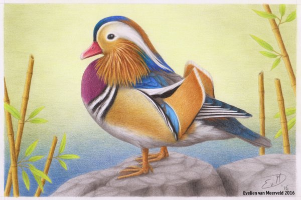 Рисунок утки мандаринки