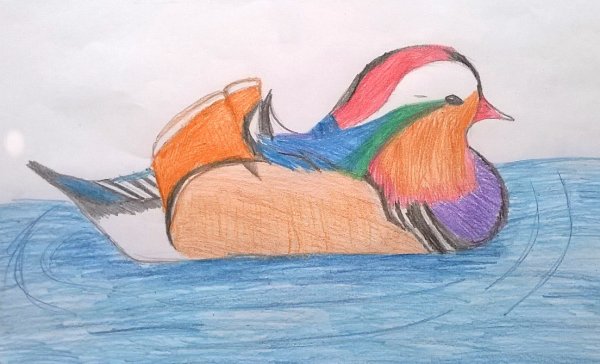Рисунок утки мандаринки