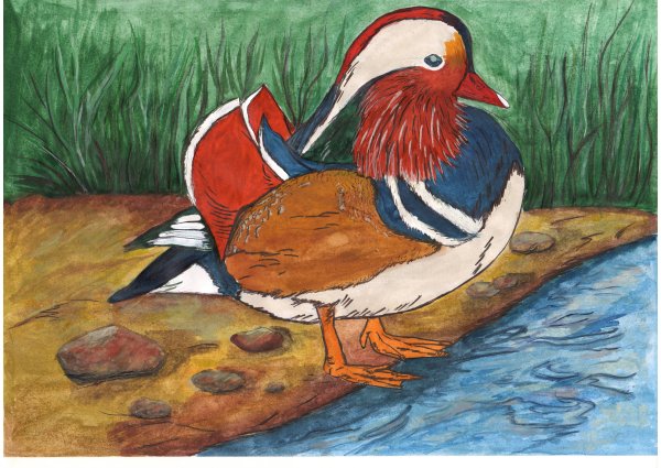 Красная книга России животных утка Мандаринка