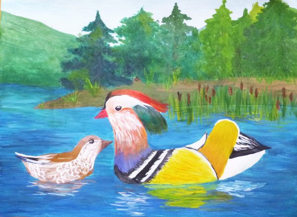 Рисунок утки мандаринки