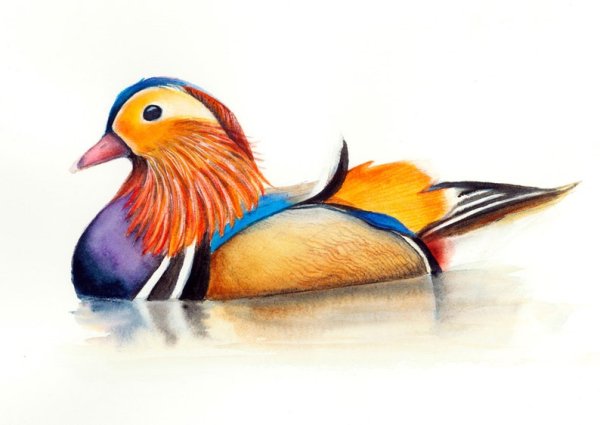 Утка Мандаринка акварелью