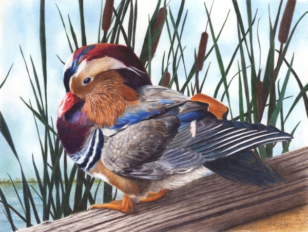 Утка Мандаринка акварелью