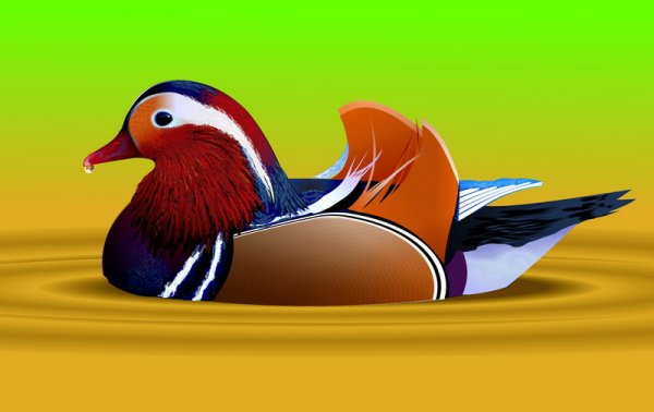 Мандаринка птица карандашом