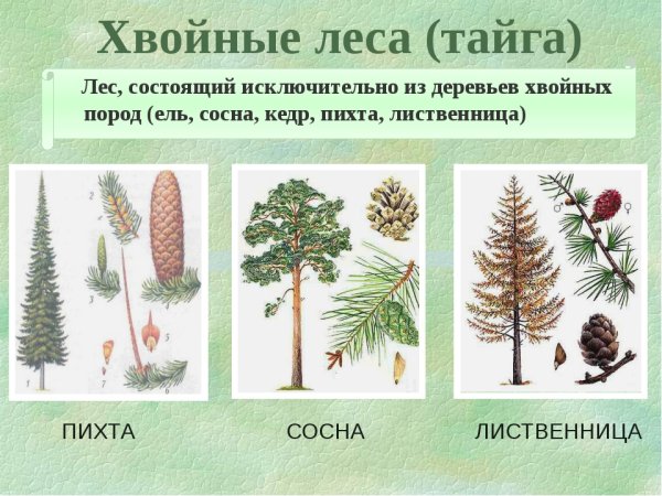 Типы хвойных деревьев