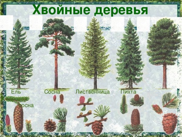 Ель пихта сосна кедр лиственница