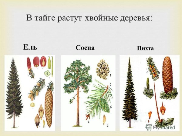Хвойные деревья тайги