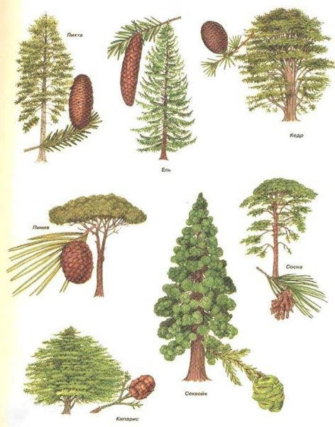 Хвоинки хвойных деревьев