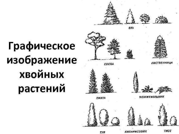 Хвойные растения рисунок