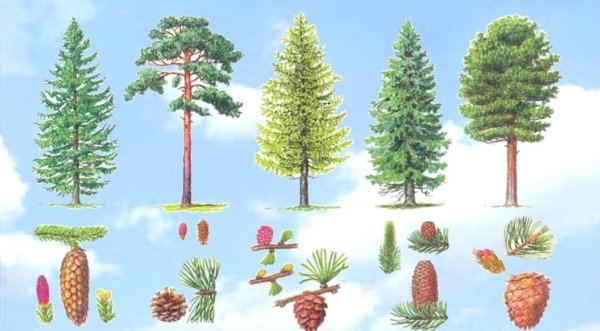 Ель пихта сосна кедр лиственница