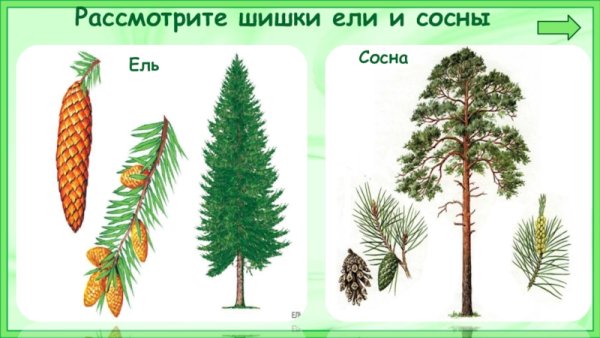 Хвойные деревья для дошкольников