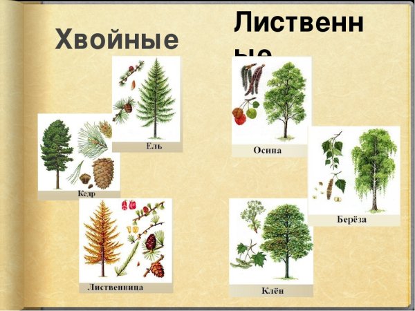 Лиственные . Плодовые хвойные