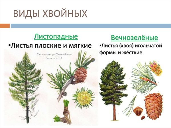 Листопадное хвойное растение