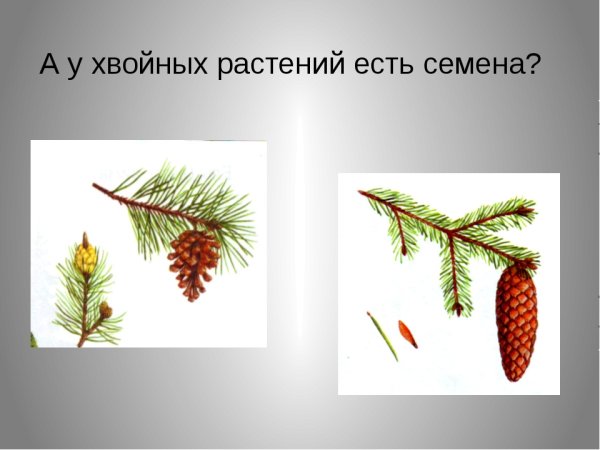 Части хвойных растений 3 класс