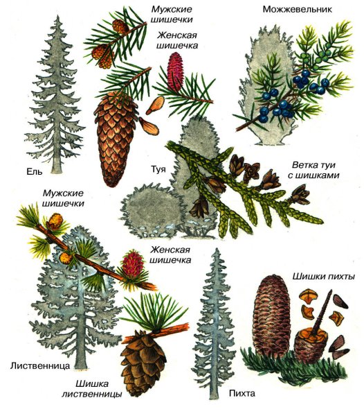 Голосеменные ель сосна пихта
