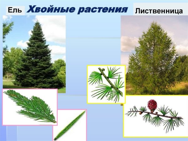 Голосеменные:ель сосна, лиственница