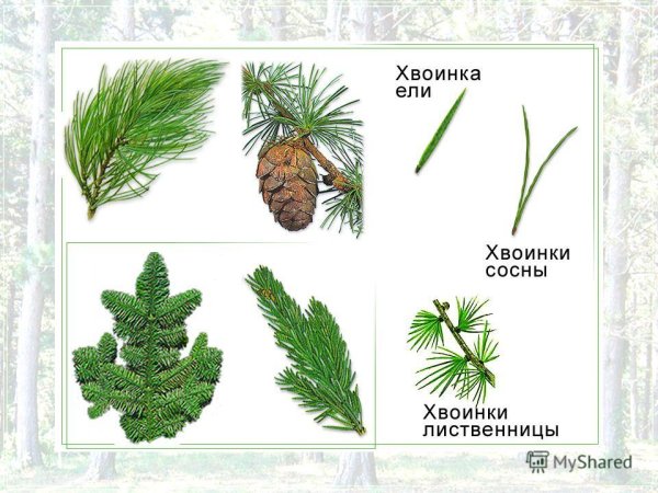 Хвоинки сосны кедровой поодиночке