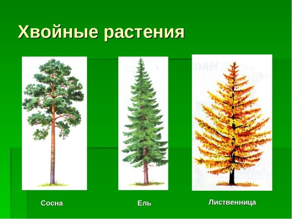 Ель пихта лиственница