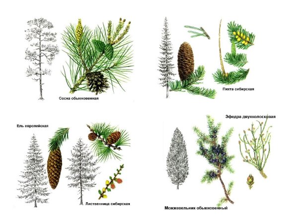 Голосеменная пихта Сибирская