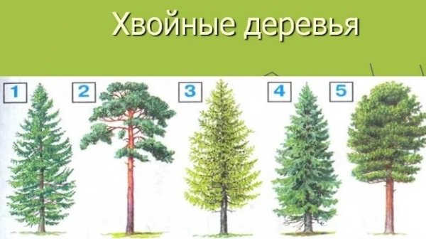 Рисование хвойные деревья и кусты