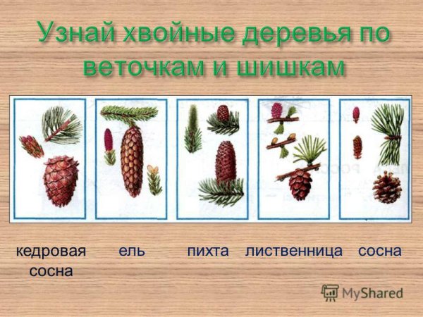 Кедровая сосна пихта лиственница и ель