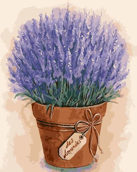 Лаванда в горшке