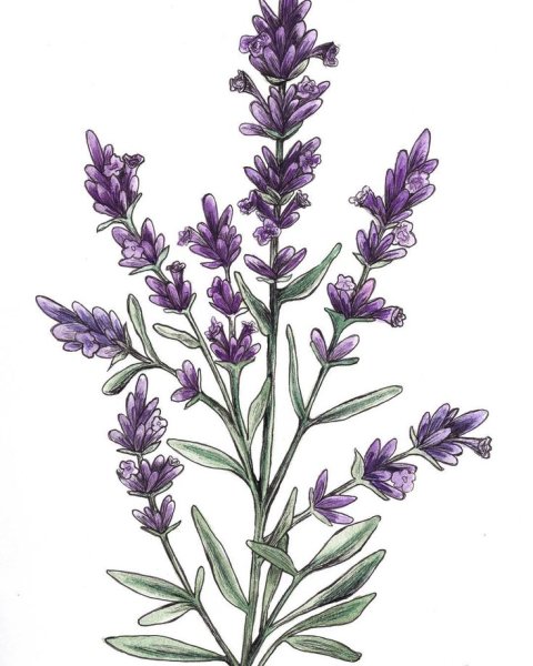 Lavandula angustifolia Ботаническая иллюстрация