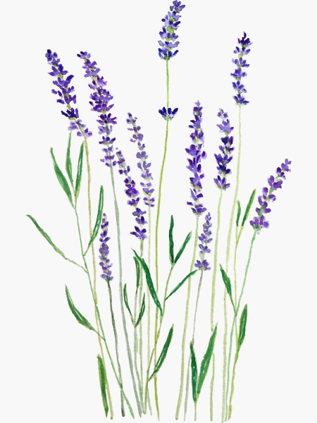 Лаванда строение