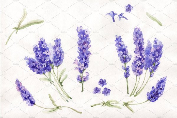 Лаванда акварель