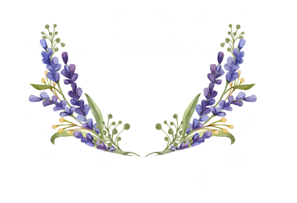 Ветка лаванды на прозрачном фоне