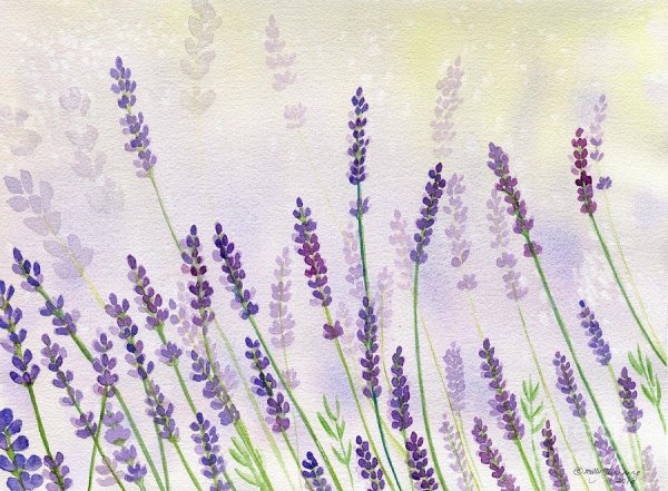 Лаванда Лоосе Ватерколор
