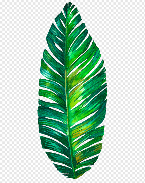 Монстера эскулетто