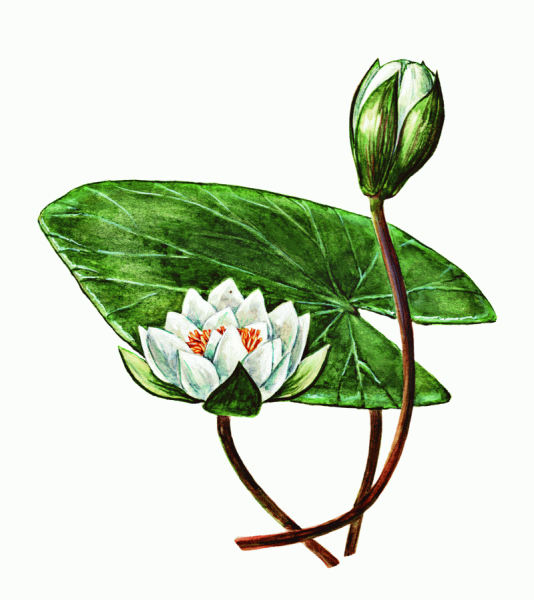 Кувшинка белая