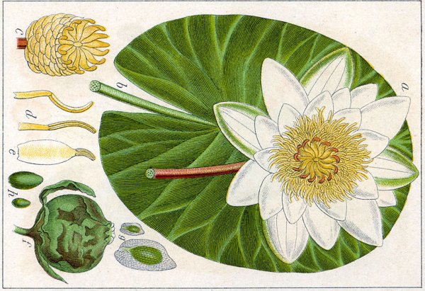 Лотос орехоносный