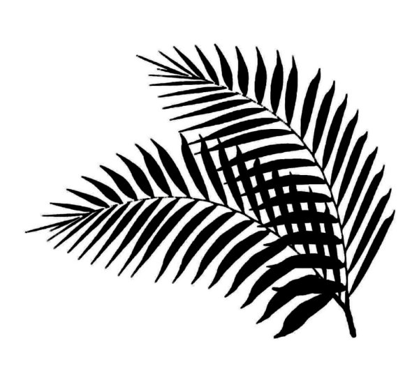 Тропические лист Monstera