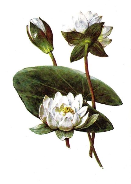 Кувшинка раскраска для детей