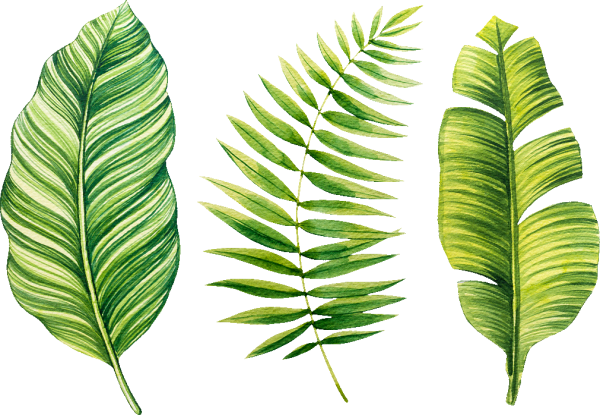 Тропические листья на прозрачном фоне