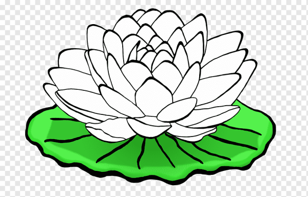 Лотос орехоносный черно-белая
